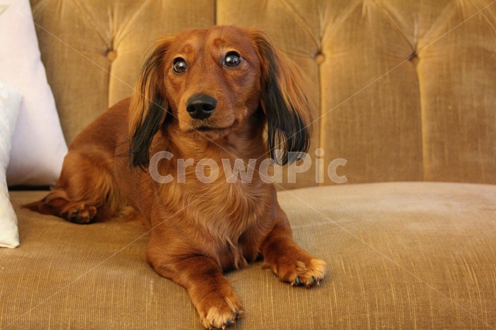 동물,mammal,개,dog,pet,애완동물,동물,animal,포유류,mammal,개,강아지,dog,doggy
