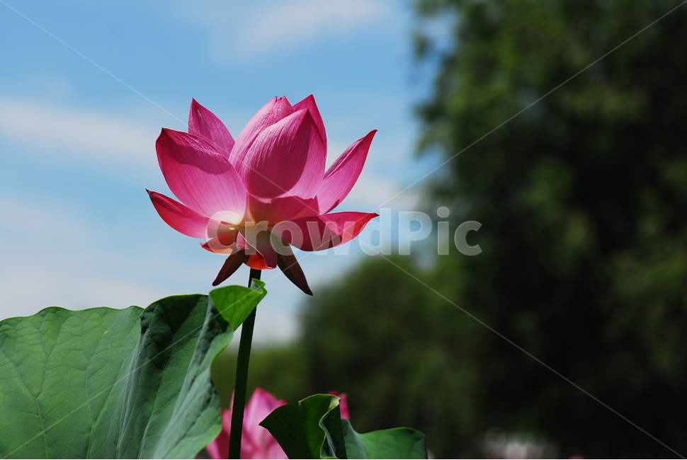 꽃,연꽃,궁남지,불교,여름,식물,자연,plants,nature,꽃,flower