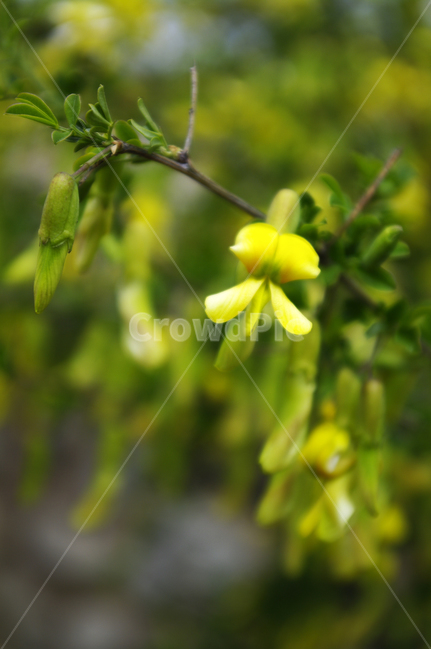 골담초,꽃,flower,계절,봄,spring,식물,자연,plants,nature,꽃,flower