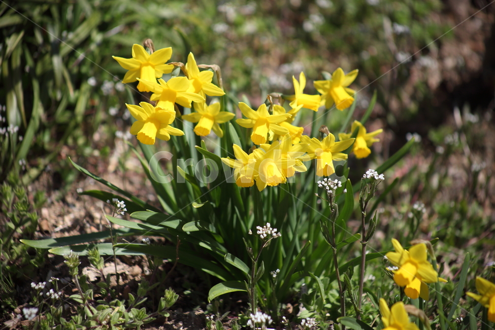 수선화,꽃,식물,봄,narcissus,식물,자연,plants,nature,꽃,flower