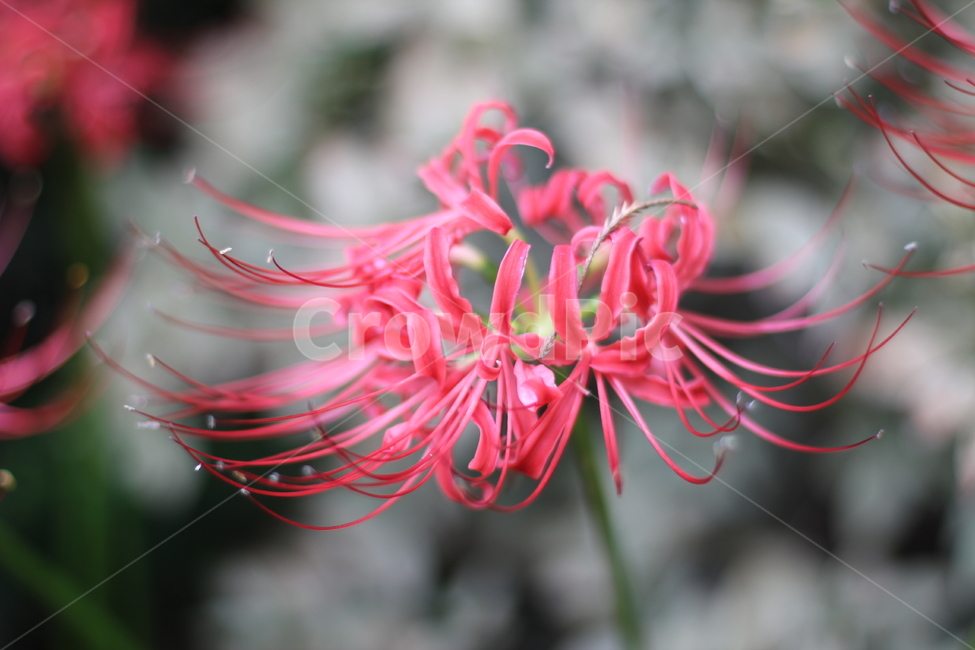 꽃,식물,자연,plant,석산,식물,자연,plants,nature,꽃,flower