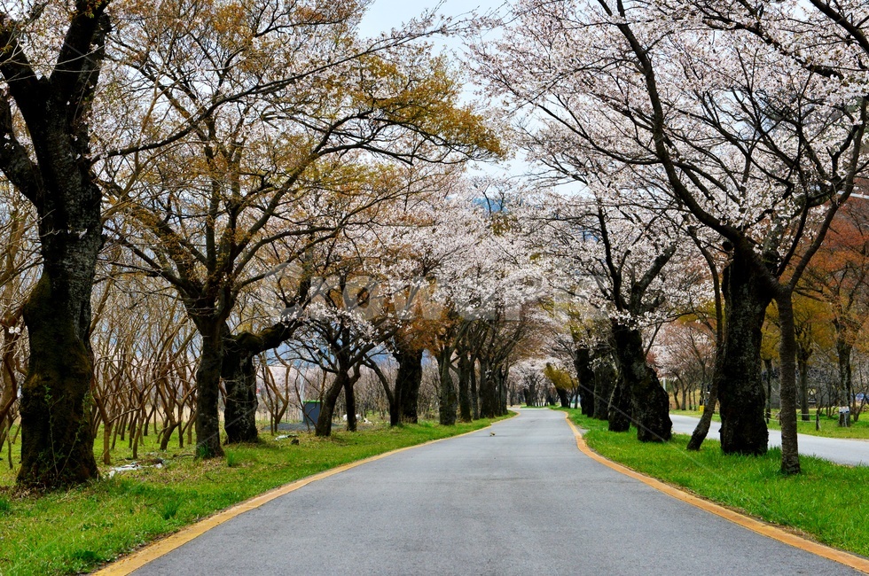 장성,백양사,연못,반영,백암산,백양사봄,봄,계절,벚꽃,꽃,nature,자연,outdoors,옥외,plant,식물,water,물