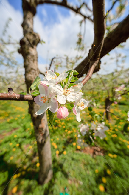 사과꽃,하늘,꽃,과일꽃,정원,식물,자연,plants,nature,꽃,flower