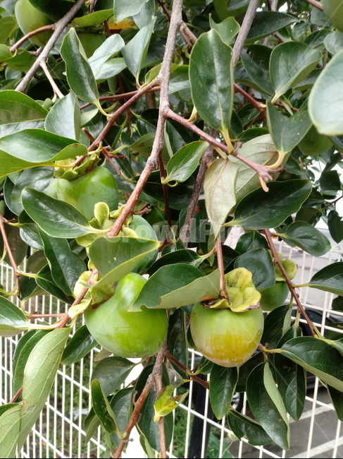 감,감나무,땡감,식물,가을,식물,자연,plants,nature,과일,열매,fruit