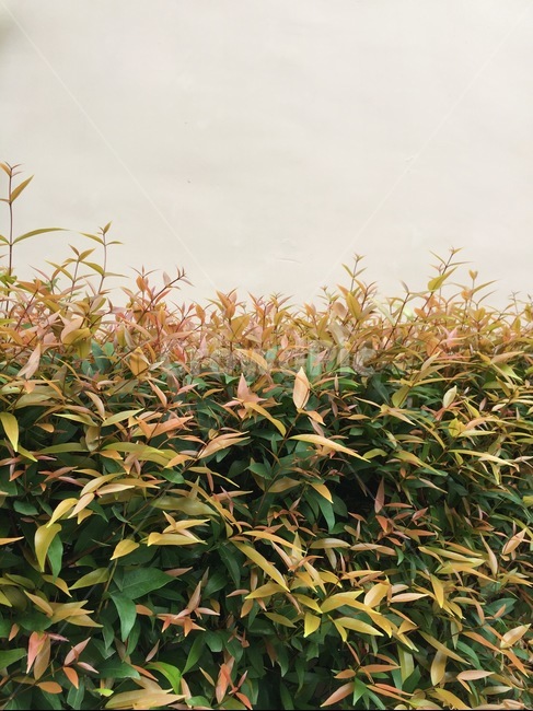 plant,식물,풍경,풀,숲,나무,자연,식물,자연,plants,nature