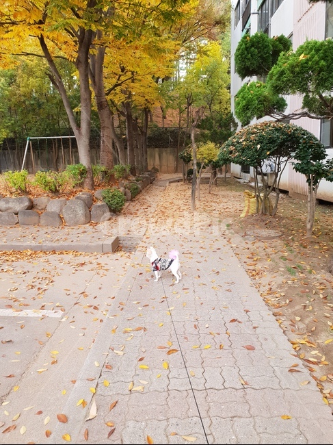 포메라니안,강아지,산책,가을,낙역,가을,계절,fall,autumn,season,동물,animal,포유류,mammal,개,강아지,dog,doggy,flagstone,판석
