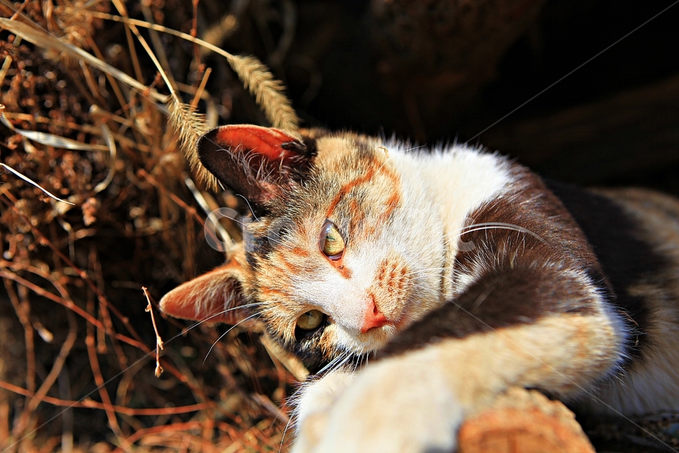 고양이,반려동물,동물,배경,자연,번식,동물,animal,포유류,mammal,고양이,cat,kitten,kitty