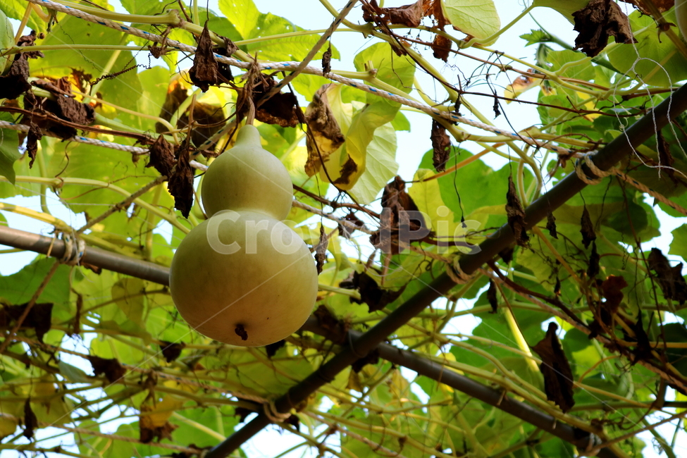 박,호박,식물,덩굴식물,열매,넝쿨식물,자연,식물,자연,plants,nature,과일,열매,fruit