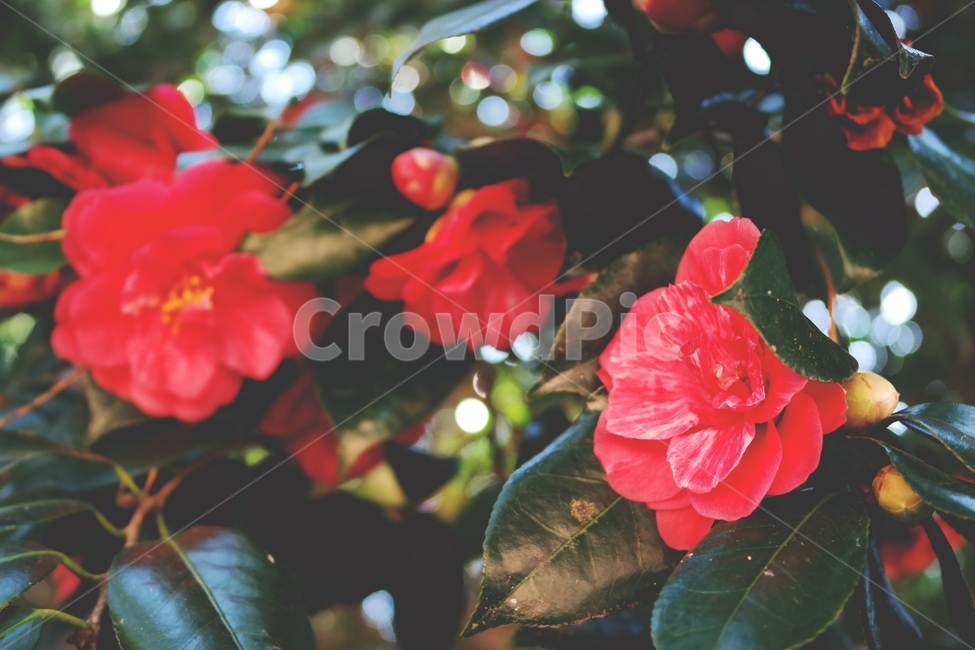 동백,동백꽃,겨울꽃,빨간꽃,꽃,빨강,감성,red,flower,blossom,plant,camellia,식물,식물,자연,plants,nature,꽃,flower