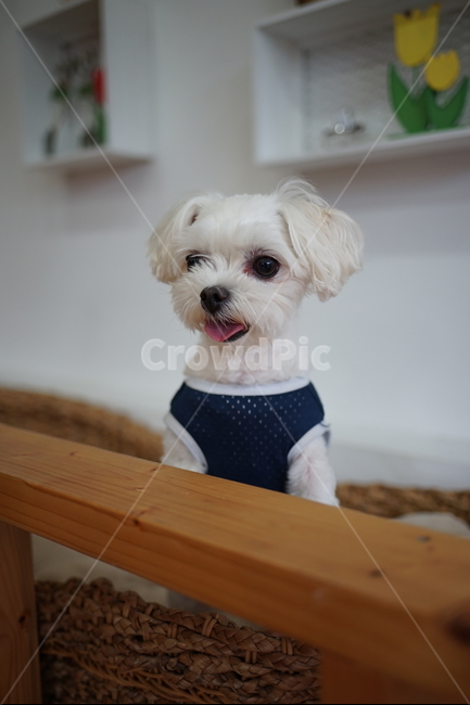 강아지,말티즈,애견,반려동물,귀여움,동물,animal,포유류,mammal,개,강아지,dog,doggy