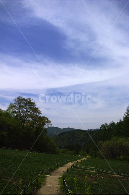 나무,숲,자연,산책,식물,힐링,길,하늘,구름,자연,풍경,nature,landscape,outdoors,옥외,grassland,목초지,field,들