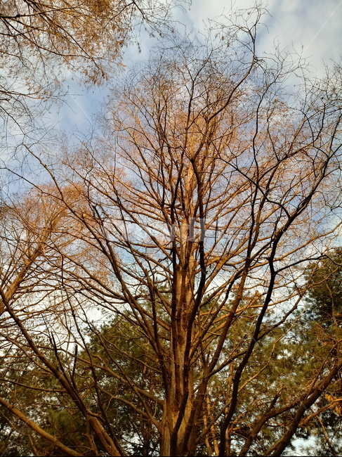 나무,나무줄기,식물,plant,tree,treetrunk,하늘,메타세콰이어,식물,자연,plants,nature,나무,trees,wood