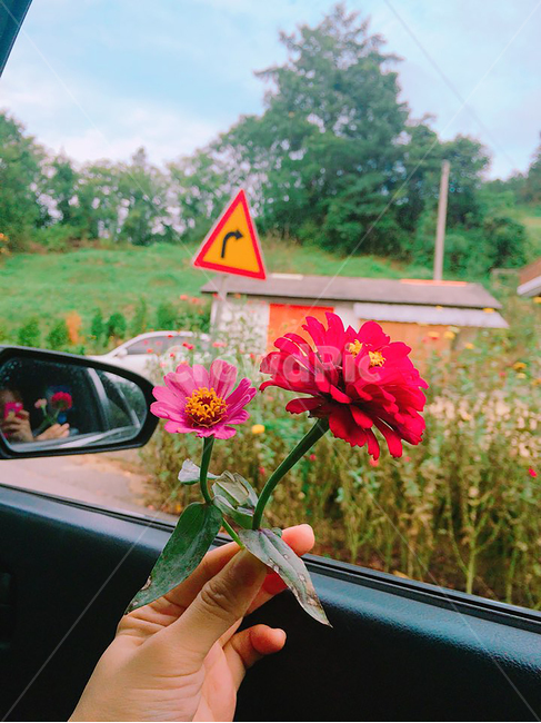 꽃,봄,여름,자연,구름,식물,자연,plants,nature,꽃,flower