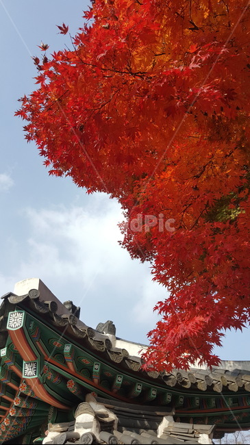 가을,사찰,단풍,한국,고즈넉