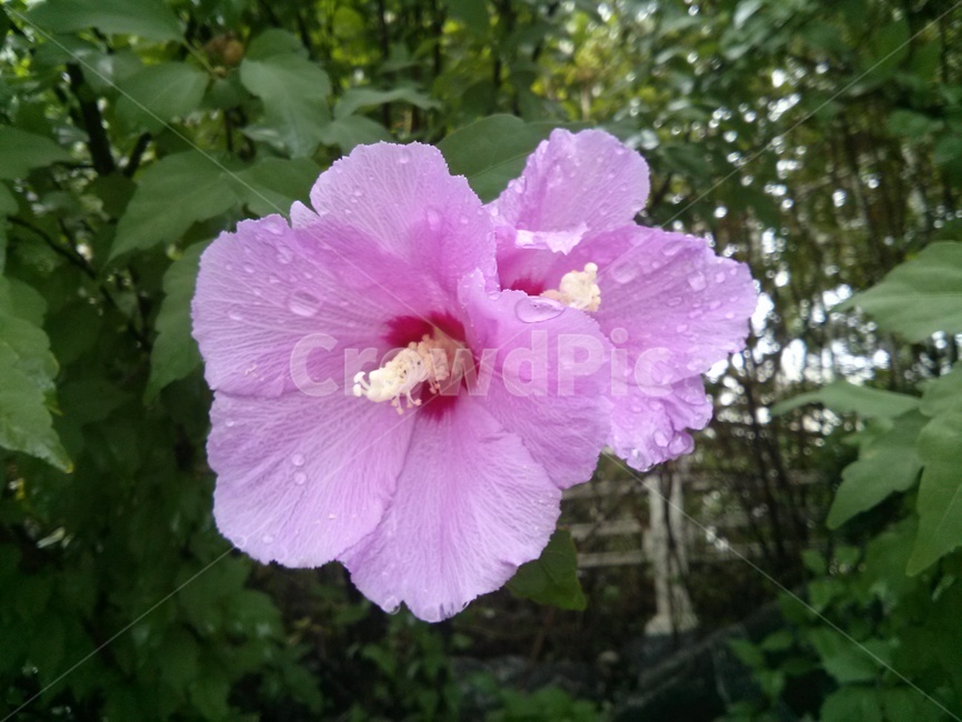 무궁화,식물,plant,꽃,blossom,flower,단심계,홍단심계,잎,leaf,빗방울,raindrop,hibiscus,mugunghwa,roseofsharon,히비스커스,분홍색,pink