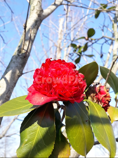 plant,식물,blossom,꽃,flower,봄,동백꽃
