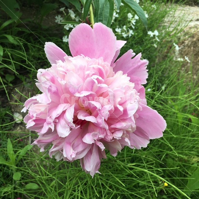 꽃,식물,자연,야외,풀,flower,nature,pink,분홍,식물,자연,plants,nature,꽃,flower