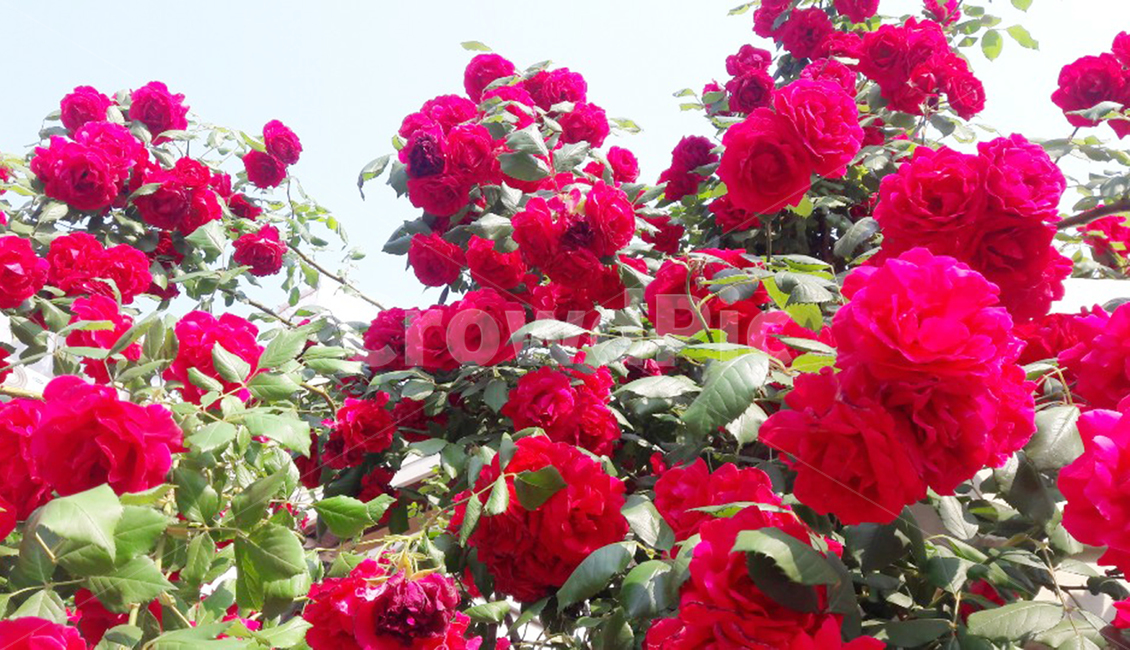 장미,rose,flower,꽃,식물,plant