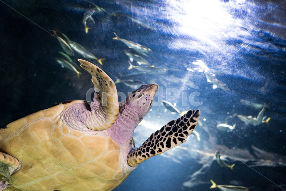 Turtle,turtle,ocean,aquarium