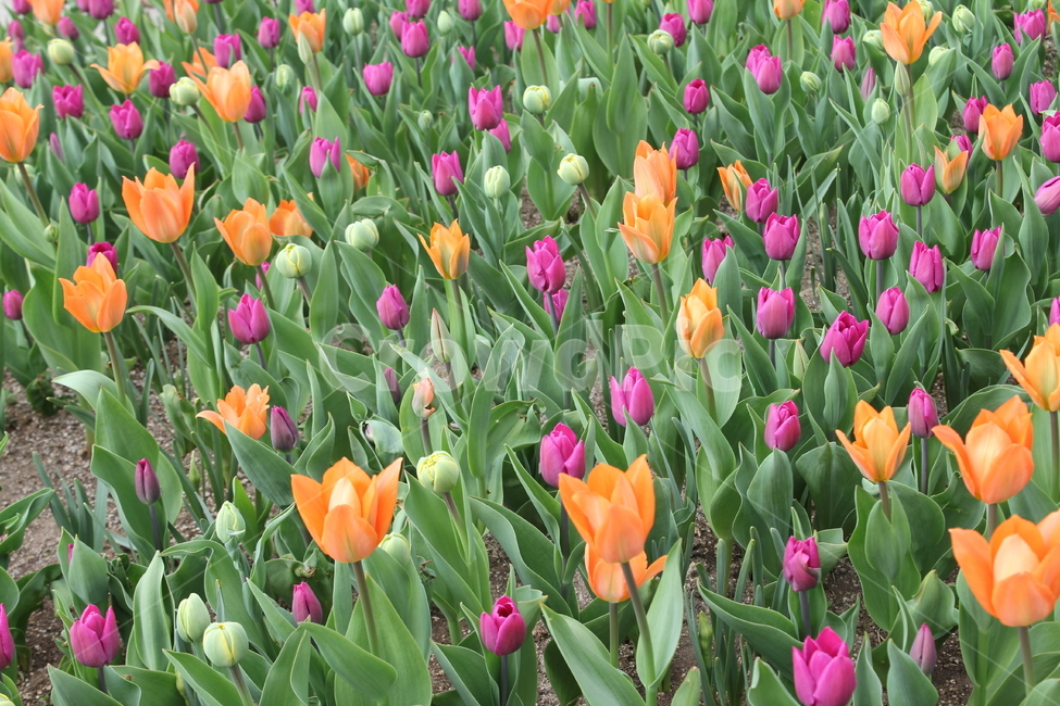 꽃,자연,식물,봄,봄꽃,아름다움,식물,자연,plants,nature,꽃,flower