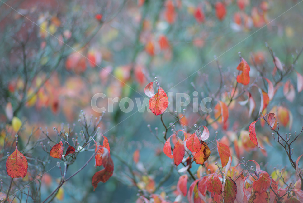 plant,식물,leaf,잎,가을,식물,자연,plants,nature