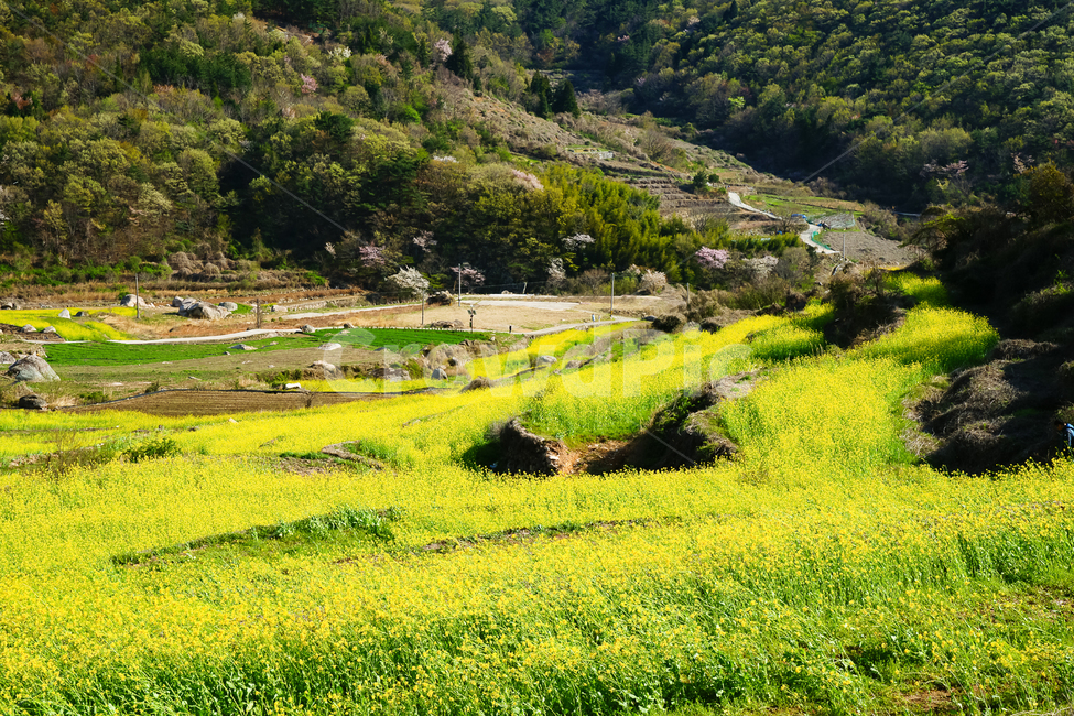 봄,봄꽃,유체꽃,자연,산,계단식논,다랭이논,봄풍경,nature,flower,봄,계절,spring,season,자연,풍경,nature,landscape,한국자연풍경,한국자연경관,korea nature landscape,outdoors,옥외,field,들,grassland,목초지