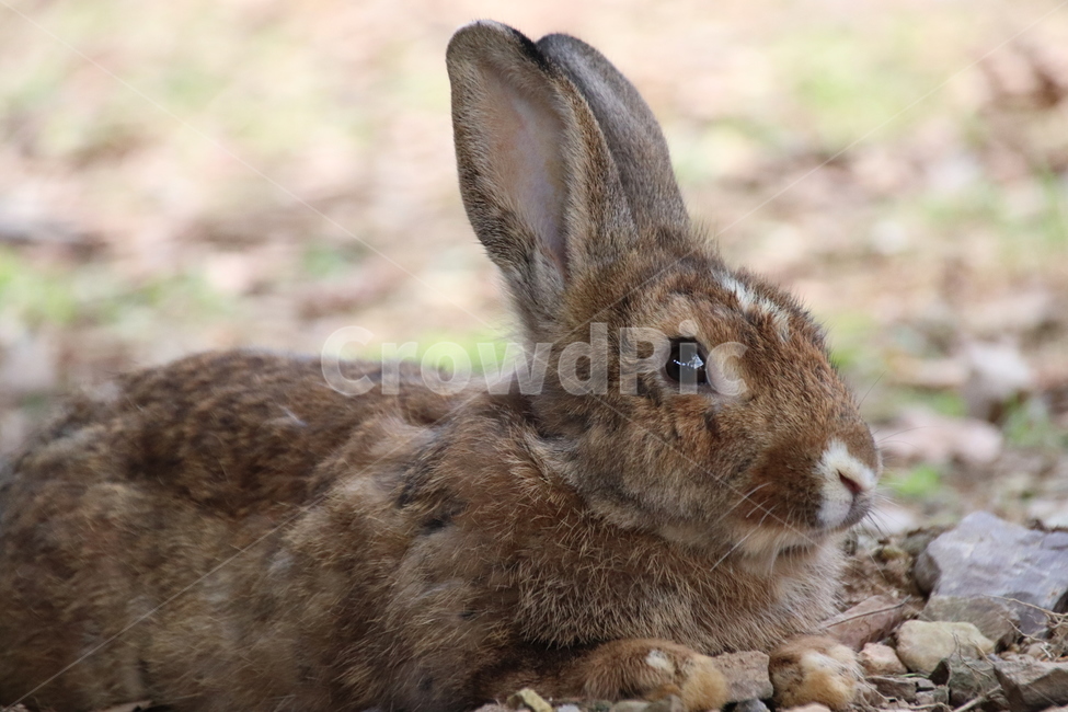 토끼,동물,자연,귀여움,순한,동물,animal,포유류,mammal
