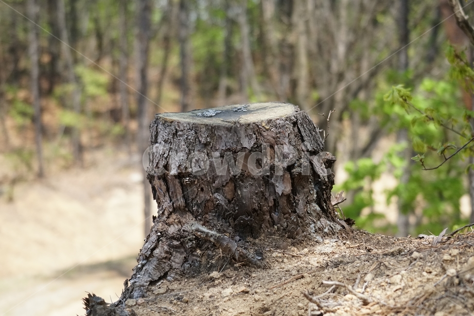 경기도양주시,도락산,그루터기,stump,나무,tree,산림,삼림,숲,숲속,산속,forest,산길,등산,산책,베인나무,잘린나무,벌목,목공,풍경,landscape,경치,한국자연,4월,april,봄,spring,계절,season,죽은나무,나무뿌리,뿌리,줄기,나이테,snap,스냅,감성,힐링,healing,식물,자연,plants,nature,나무,trees,wood