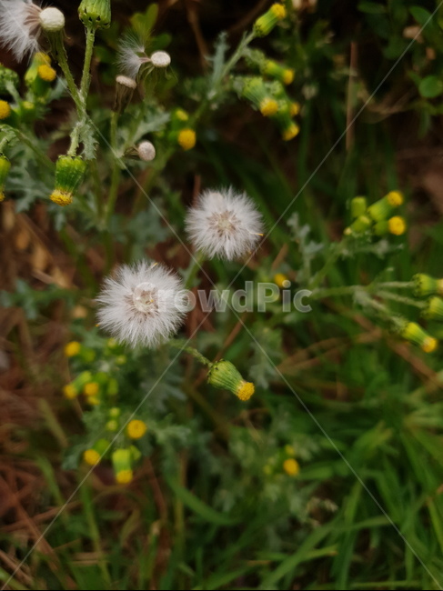 식물,flower,꽃,blossom,민들레