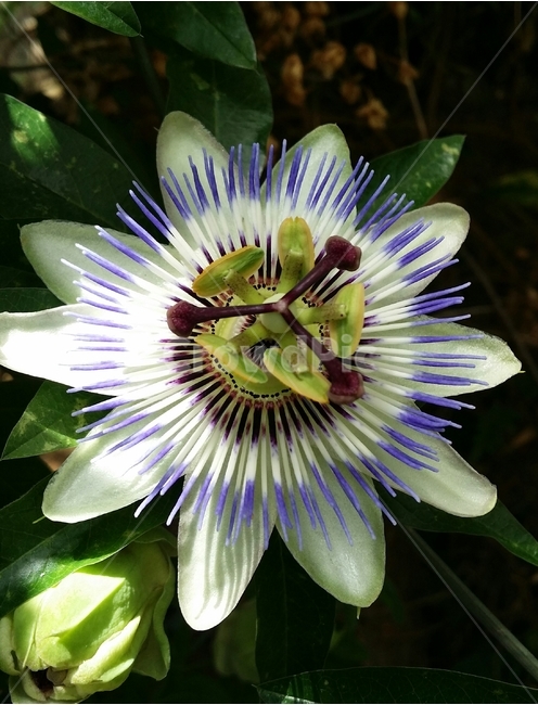 시계꽃,꽃,자연,배경,꽃잎,식물,자연,plants,nature,꽃,flower