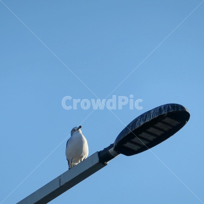 animal,동물,bird,새,가로등,동물,animal,조류,새,birds