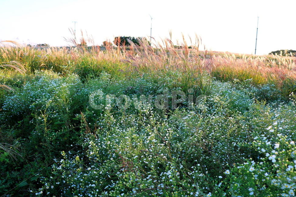 미국쑥부쟁이,쑥부쟁이,야생화,꽃,식물,미국쑥부쟁이꽃,중도국화,털쑥부쟁이,국화,국화과,들꽃,공원,하늘공원,자연,풍경,nature,landscape,field,들,grassland,목초지,outdoors,옥외