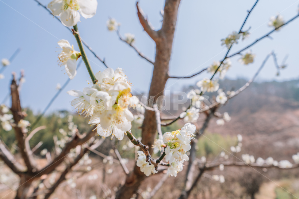 매화,홍매화,꽃,봄,계절,봄꽃,매화나무,자연,풍경,봄,계절,spring,season,식물,자연,plants,nature,꽃,flower,plant,blossom,cherry blossom,벚꽃