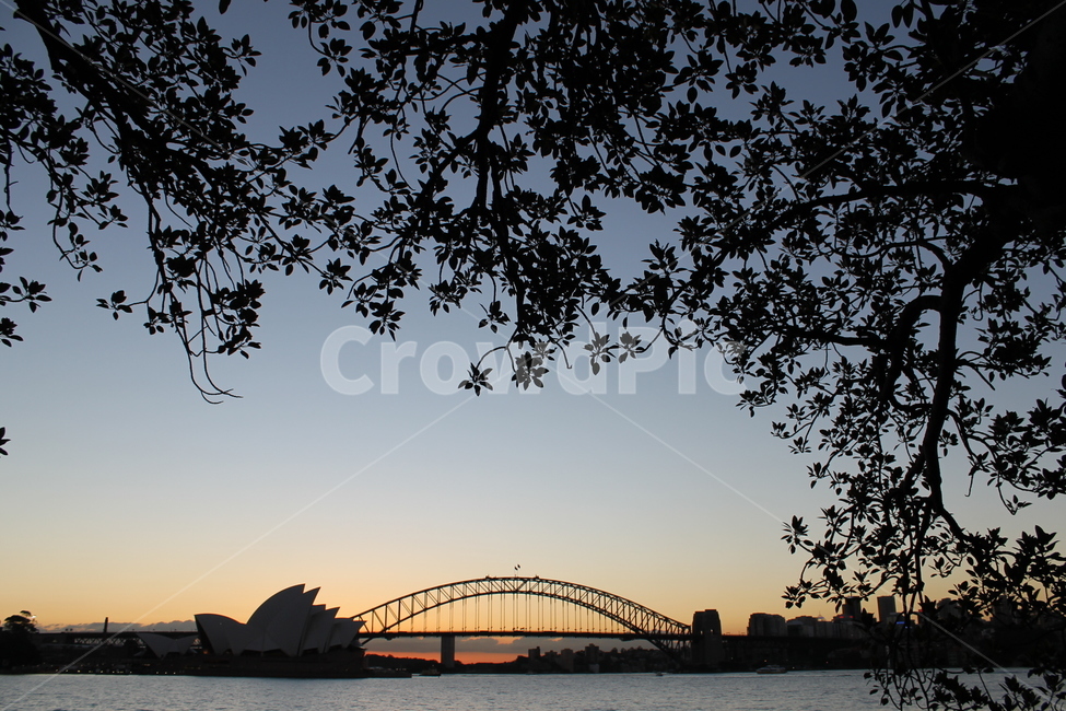 오페라하우스,하버브릿지,operahouse,haborbridge,building,건물,architecture,건축물,실루엣,silhouette,나무,tree,실루엣,그림자,silhouette,shadow