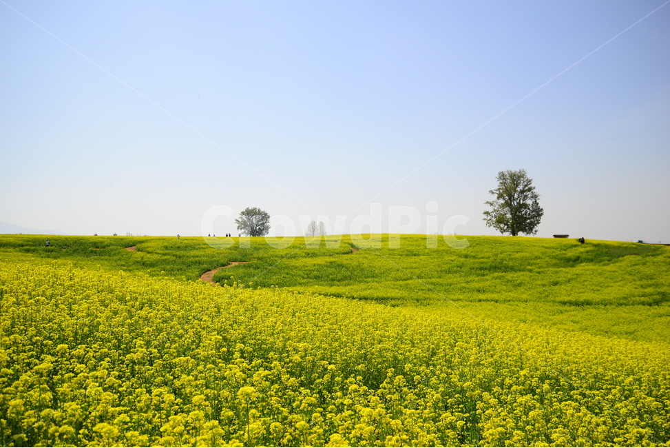 안성,목장,산책,나무,유채꽃,꽃,자연,풍경,nature,landscape