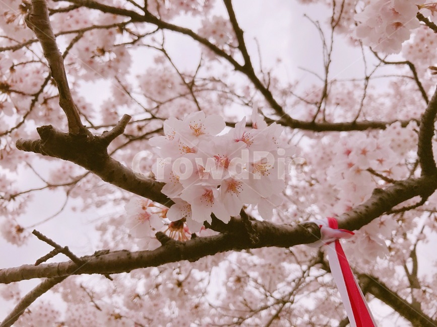 벚꽃,cherryblossom,flower,벚꽃축제,식물,꽃,봄