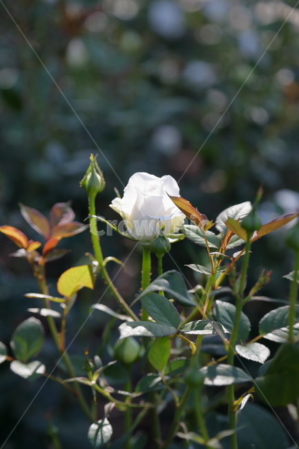 장미,장미꽃,꽃,rose,flower,백장미,하얀장미,5월,6월