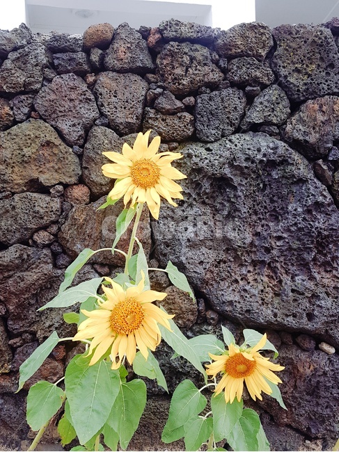 해바라기,돌담,감성,꽃,노란꽃,식물,자연,plants,nature,꽃,flower