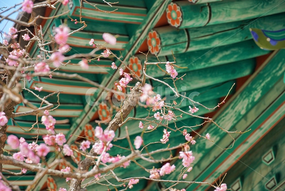 홀매화,절,나무,식물,꽃,plant,봄,식물,자연,plants,nature,꽃,flower