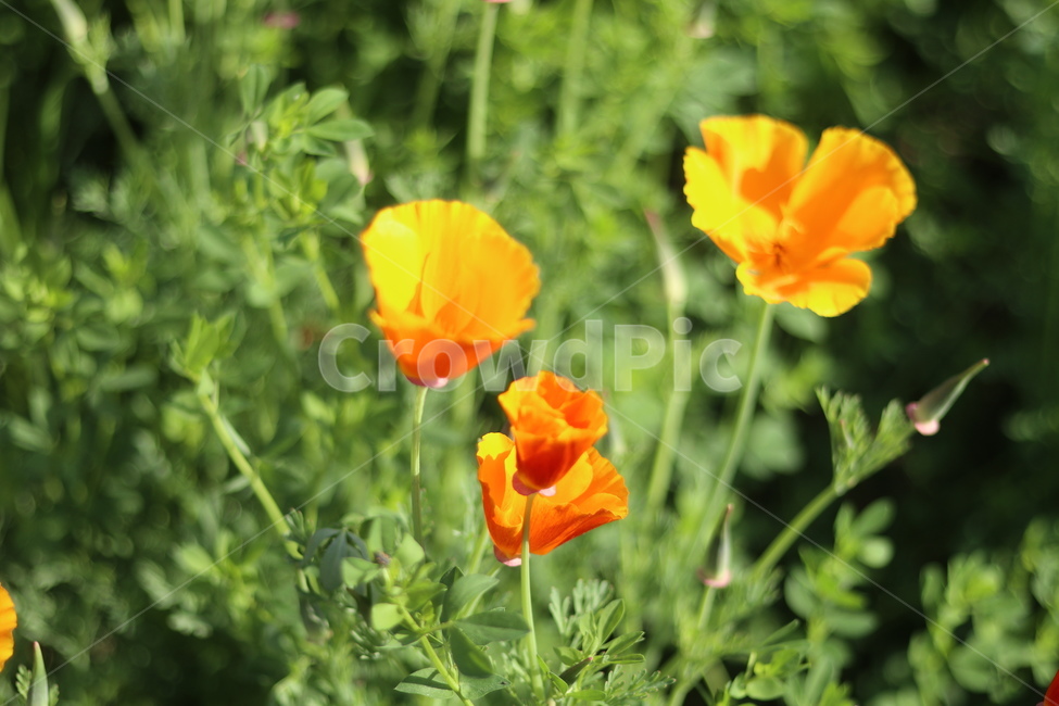 양귀비,빛,화려함,강렬함,고귀함,식물,자연,plants,nature,꽃,flower