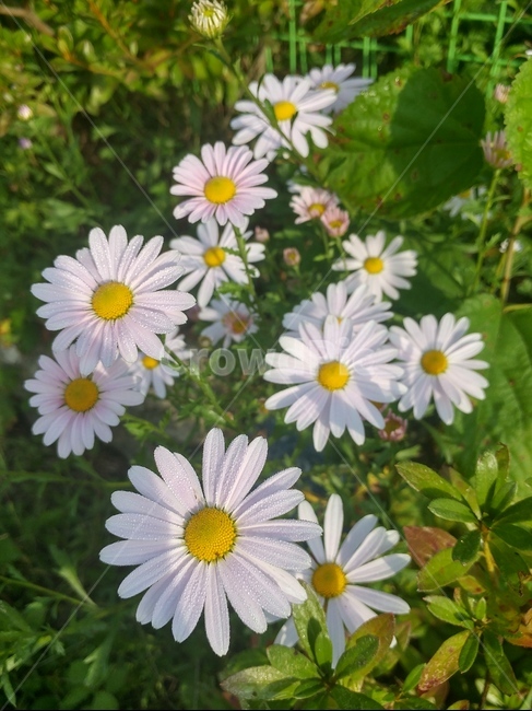 구절초,포천,국화,데이지,flower,꽃