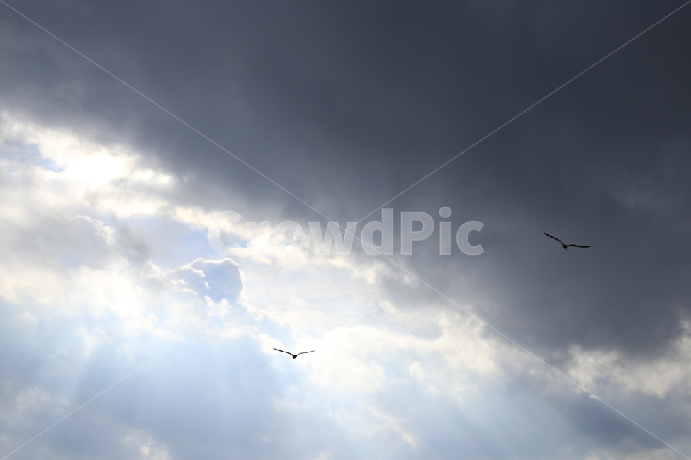 nature,자연,bird,새,outdoors,하늘,sky,갈매기,바다,바닷가,해변,햇빛,구름,cloud,빛,흐림,동물,animal,조류,새,birds