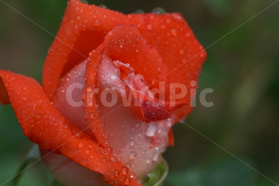 식물,꽃,장미,주황색,주황장미,아침이슬,식물,자연,plants,nature,꽃,flower
