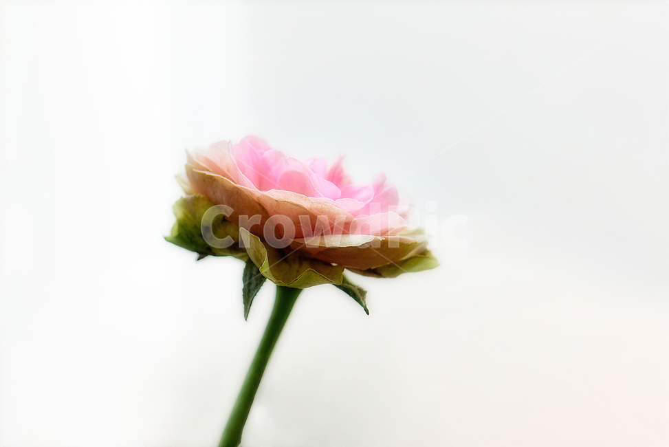 식물,flower,plant,꽃,접사