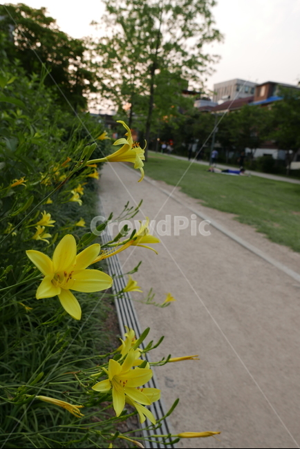 꽃,산책로,노랑꽃,노란꽃,flower,yellowflower,trail,자연