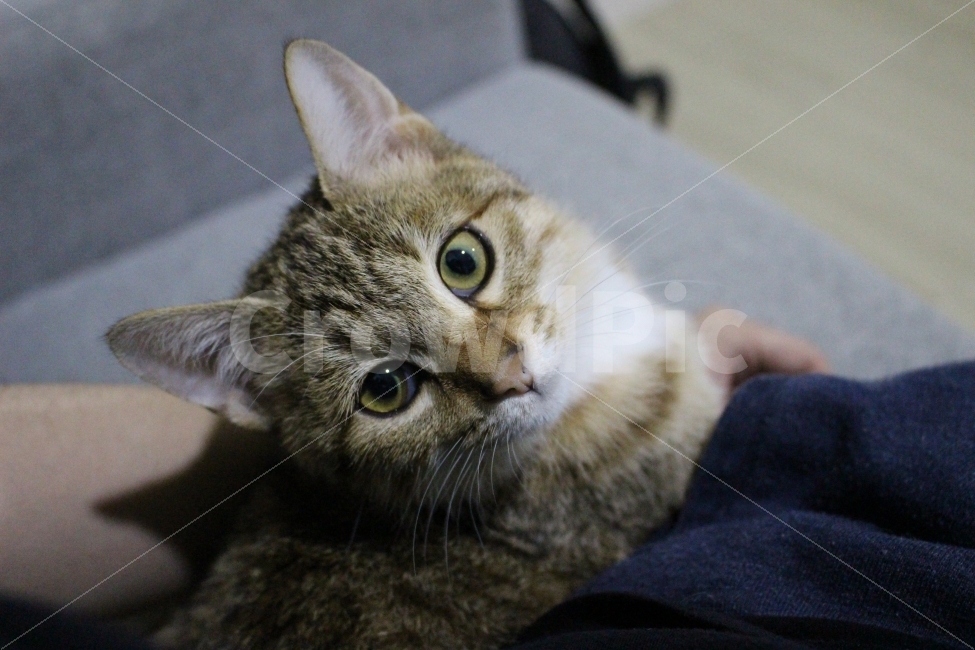 고양이,반려동물,유기묘,길냥이,애완동물,cat,pet,kitten,아기고양이,코숏,코리안숏헤어,동물,animal,고양이,cat,kitten,kitty,포유류,mammal