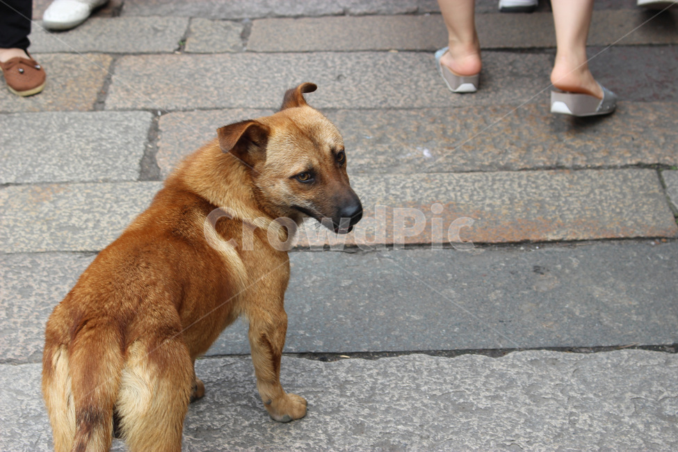 mammal,포유류,pet,animal,동물,dog,개,person,사람,동물,animal,포유류,mammal,개,강아지,dog,doggy