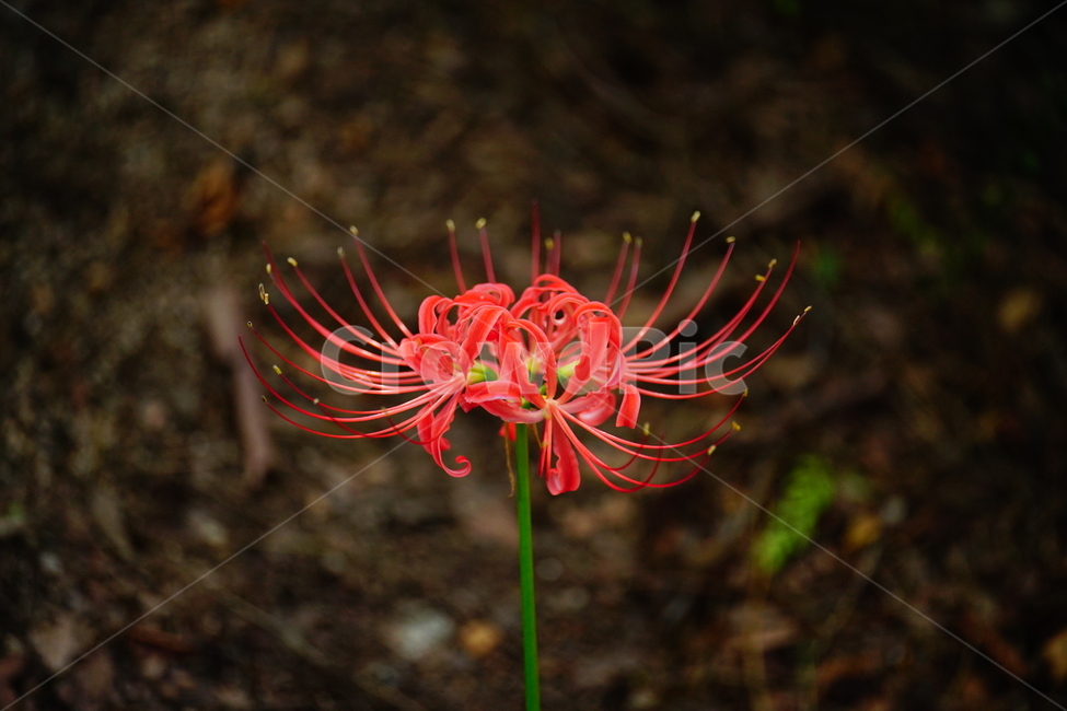 꽃무릇,꽃,식물,플라워,flower,자연,nature,plants,9월,가을,fall,autumn,september,꽃밭,화단,closeup,접사,매크로,마크로,macro,꽃사진,가을꽃,식물,자연,plants,nature,꽃,flower
