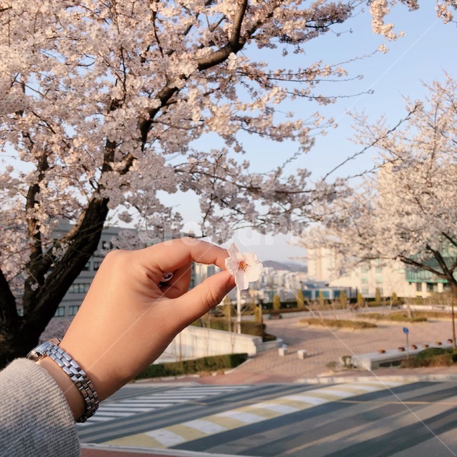 plant,식물,human,인간,person,사람,asphalt,아스팔트,flower,꽃,blossom,cherryblossom,벚꽃,손,봄