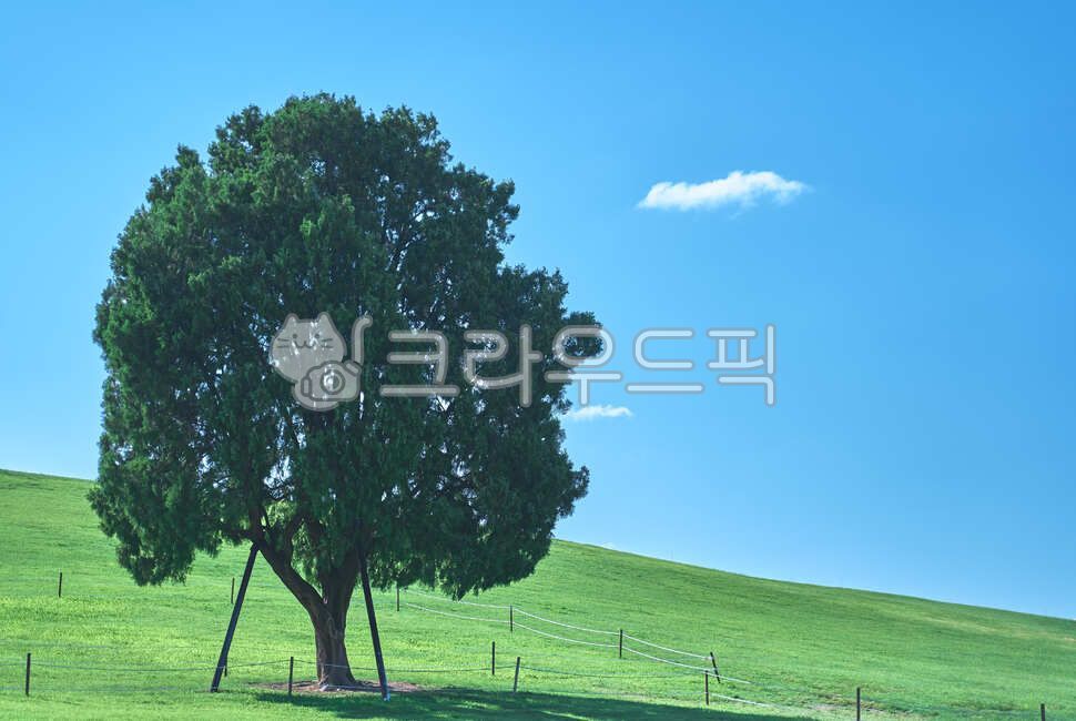 blue undun,olympic park,nature,tree,summer,grassland,hill,cypress tree,grass field,field,outdoors,alone tree,grass,plant,garden,lawn,meadow